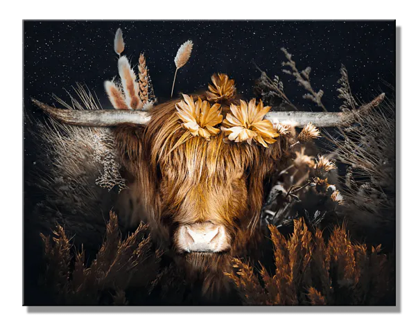 Hovedbilde Cow
