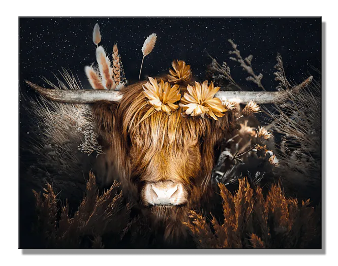 Hovedbilde Cow